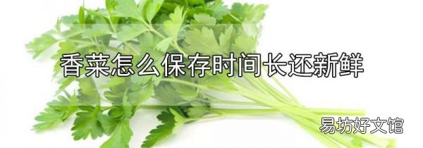 香菜怎么保存時間長還新鮮