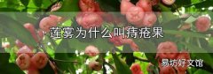 莲雾为什么叫痔疮果