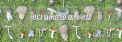 可以食用的蘑菇有哪些