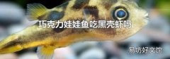 巧克力娃娃魚吃黑殼蝦嗎