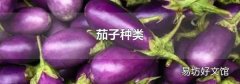 茄子種類