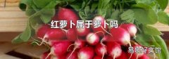 紅蘿卜屬于蘿卜嗎