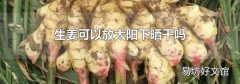 生姜可以放太陽下曬干嗎
