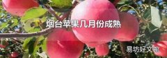 煙臺蘋果幾月份成熟