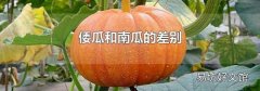 倭瓜和南瓜的差別