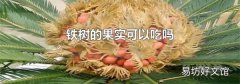鐵樹的果實可以吃嗎