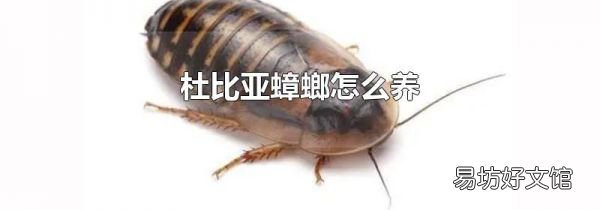 杜比亞蟑螂怎么養