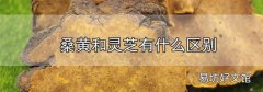 桑黃和靈芝有什么區別