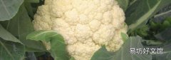 花菜能和西紅柿和雞蛋能一起炒嗎