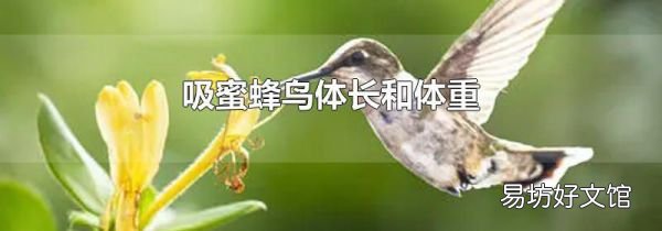 吸蜜蜂鳥體長和體重