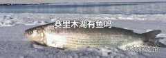賽里木湖有魚嗎
