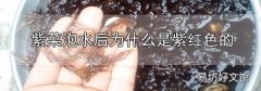 紫菜泡水后為什么是紫紅色的