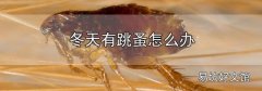 冬天有跳蚤怎么辦