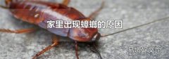 家里出現蟑螂的原因