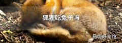 狐貍吃兔子嗎