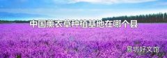 中國薰衣草種植基地在哪個縣