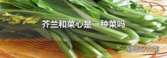 芥蘭和菜心是一種菜嗎