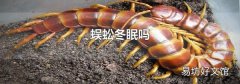 蜈蚣冬眠嗎