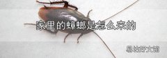 家里的蟑螂是怎么來的