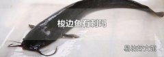 梭邊魚有刺嗎
