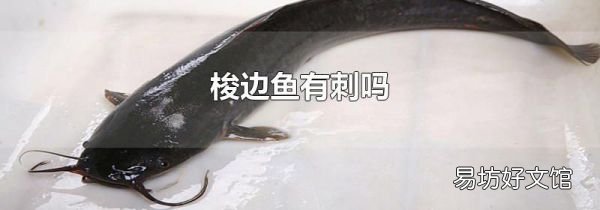 梭邊魚有刺嗎