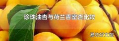 珍珠油杏與荷蘭香蜜杏比較