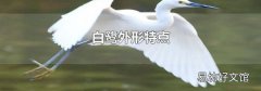 白鷺外形特點