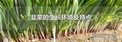 韭菜的生長環境及特點