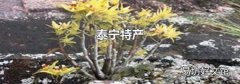 泰寧特產