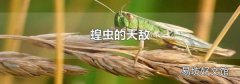 蝗蟲的天敵
