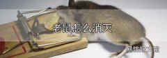 老鼠怎么消滅