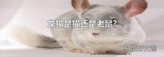 龙猫是猫还是老鼠?