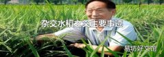 杂交水稻之父主要事迹