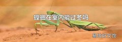 螳螂在室內能過冬嗎