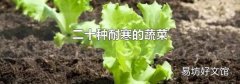 二十種耐寒的蔬菜