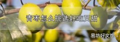青棗怎么挑選好吃又甜