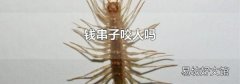 錢串子咬人嗎
