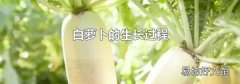 白蘿卜的生長過程