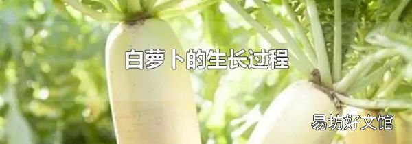 白蘿卜的生長過程
