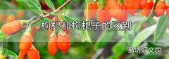 枸杞和枸杞子的區別
