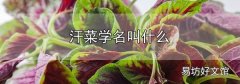 汗菜學名叫什么