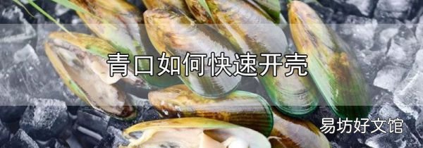 青口如何快速開殼