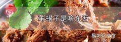 羊蝎子是啥東西