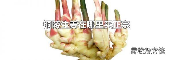 銅陵生姜在哪里買正宗