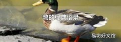 鴨的經典語錄