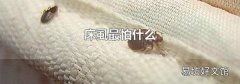床虱最怕什么