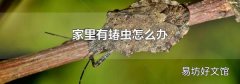 家里有蝽蟲怎么辦