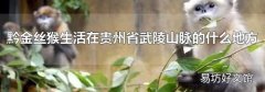黔金絲猴生活在貴州省武陵山脈的什么地方