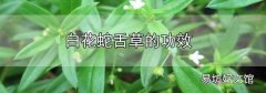 白花蛇舌草的功效