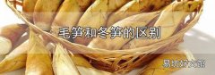 毛筍和冬筍的區別